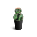 IvoQ Kunst Cactus 50 cm-IvoQ